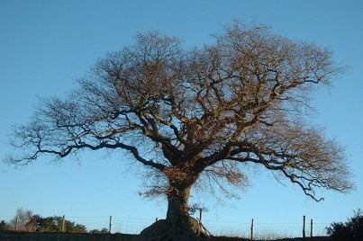 Tree in Winter